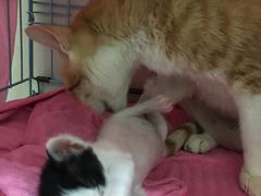 -瑞鹏宠物医院·骨科·猫科·内科(第一中心)