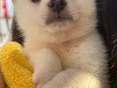 -逗柴咖啡屋·狗咖猫咖宠物桌游