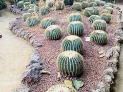 -呀路古热带植物园