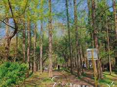 -上海共青森林公园