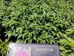 -莲花池公园