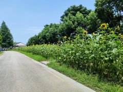 -同里国家湿地公园