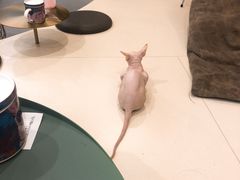 -飞行喵MR PILOT|猫舍·猫咖(静安大融城店)