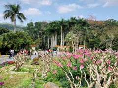 -深圳仙湖植物园