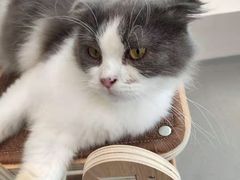 -飞行喵MR PILOT|猫舍·猫咖(静安大融城店)