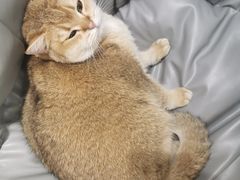 -逗柴咖啡屋·狗咖猫咖宠物桌游