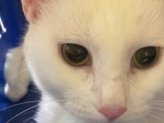-瑞派·关忠动物医院猫科外科·异宠·24小时转诊中心(祥云店)