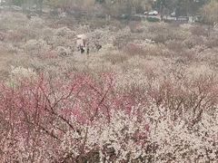 -香雪海