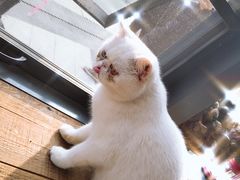 -吉丁鸟咖·异宠·寄养