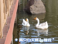 -神光山国家森林公园