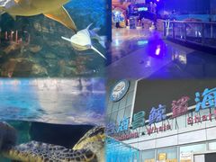 -烟台海昌鲸鲨海洋公园