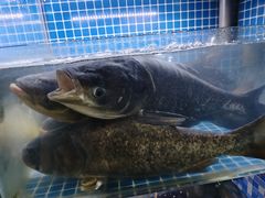 -宝荣鱼馆·临湖之宴(千岛湖店)