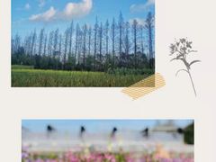 -前小桔亲子创意农场·草莓采摘·露营烧烤