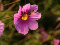 -花开海上生态园