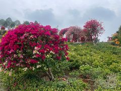 -东莞植物园