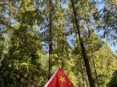 -东平国家森林公园