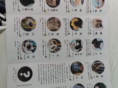 -喵屿·大理花园猫咖