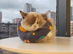 -怪兽屋·羊驼·猫咖·狗咖(俊华广场店)