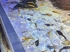 -上海海洋水族馆