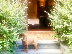 -上海崇明金茂凯悦酒店