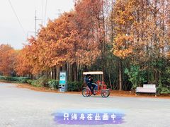 -上海海湾国家森林公园