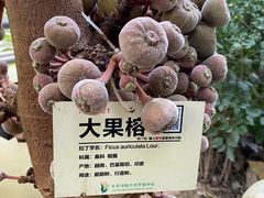 -呀路古热带植物园