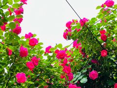 -广富林郊野公园