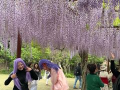 -嘉定紫藤园