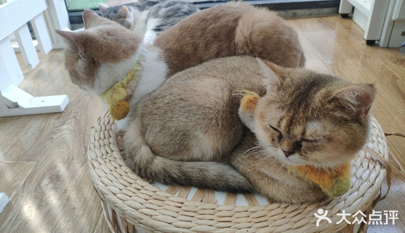 地铁口附近的猫咖店打卡