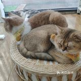 地铁口附近的猫咖店打卡