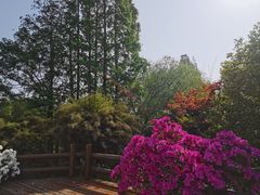 -上海滨江森林公园