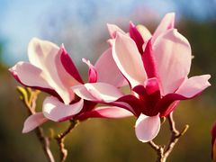 -北京西山国家森林公园