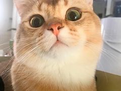 -东方名猫馆·英短金渐层布偶猫舍(环线广场1号楼店)