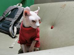 -藏猫猫咖啡主题馆(中央大道店)