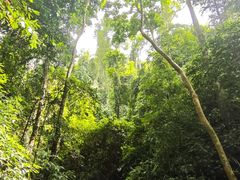 -西双版纳原始森林公园