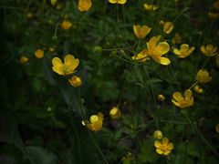 -云岫谷游猎自然风景区