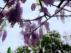 -嘉定紫藤园