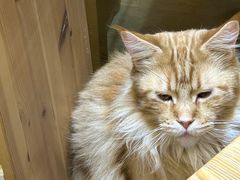 -藏猫猫咖啡主题馆(中央大道店)