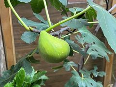无花果-吃货私房菜(丽江束河古镇店)