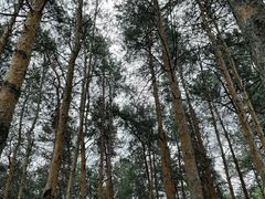 -黑龙江省森林植物园