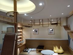 大堂-滚猫咖啡·猫咖·猫友好撸猫(未来城店)