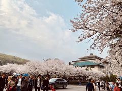 -武汉大学-樱园