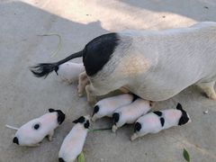 -石家庄市动物园