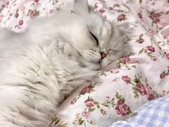 -猫大福·Fortune Cat猫舍(百子湾店)