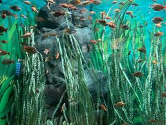 -上海海洋水族馆