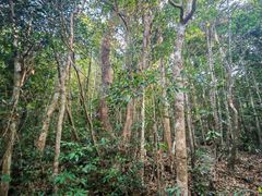 -海南热带雨林国家公园吊罗山景区
