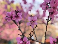 -金鸡湖桃花岛