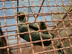 android_upload_pic-新疆天山野生动物园