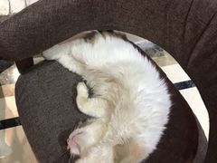 -猫色咖啡·猫咖