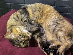 -协和菜馆(凤凰街店)